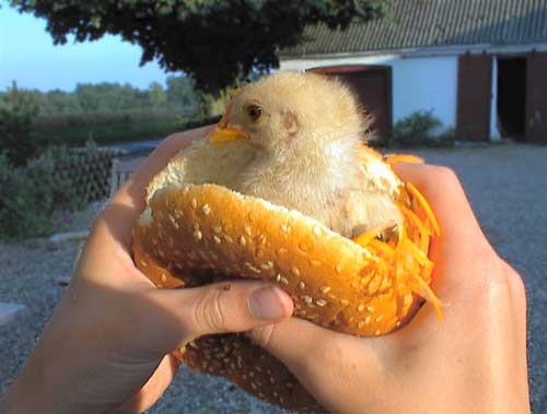 Chicken Hamburg